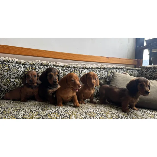 Cachorro Perro Salchicha