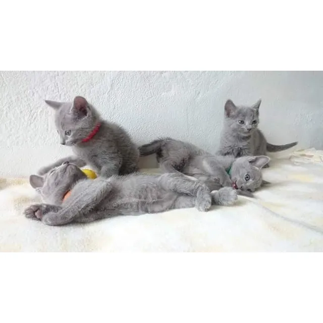 Gato Ruso Azul Con Pedigree, 60 Días, Pelaje Corto.