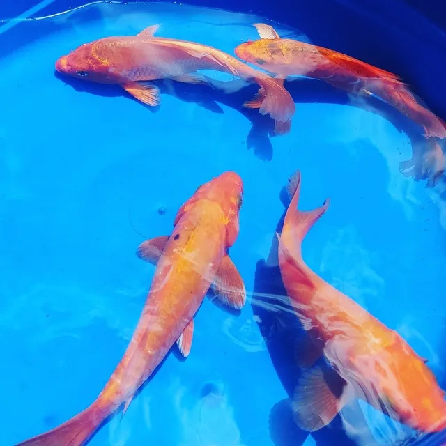Carpa Koi Orenji