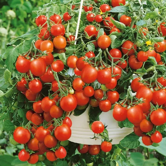 Semillas Cherry Tumbling Tom Red Cultivo En Maceta Colgante