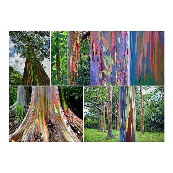 30 Semillas De  Eucalipto Arco Iris - Eucalyptus Deglupta