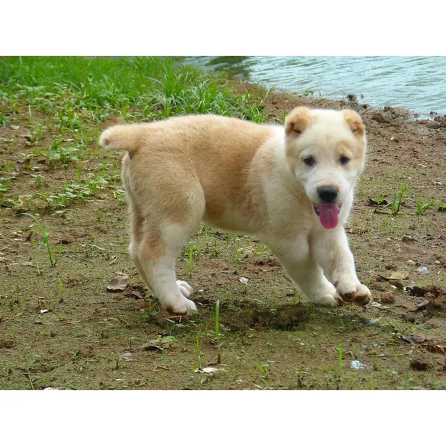 Perros Alabai Cachorros Pastor De Asia Central Exotic Cali