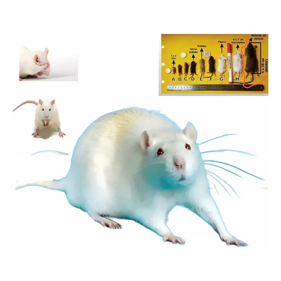 Kit Camundongos Neonatos Alimentação Animais Exóticos Pets