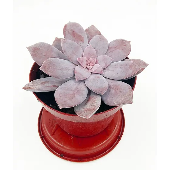 Graptopetalum Superbum
