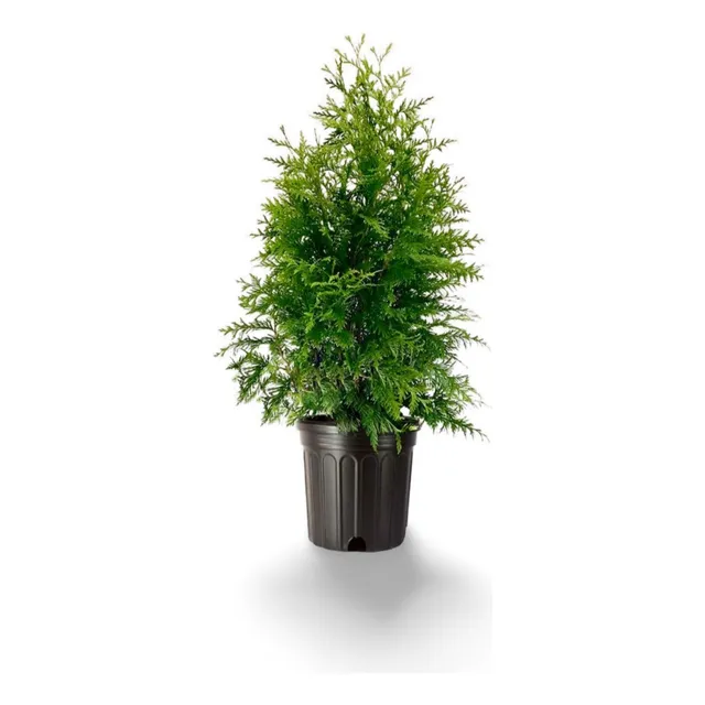Planta Árbol De Navidad En La Pared Sin Clavos