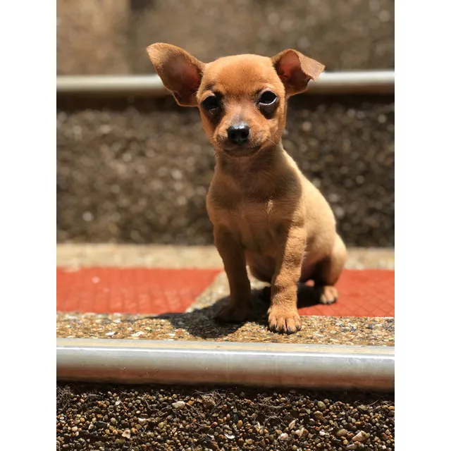 Cachorra Mini Pincher