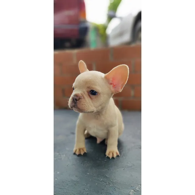 Bulldog Francés Macho De Pelaje Exótico