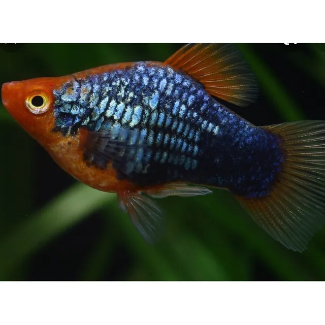 Pez Platy Negro