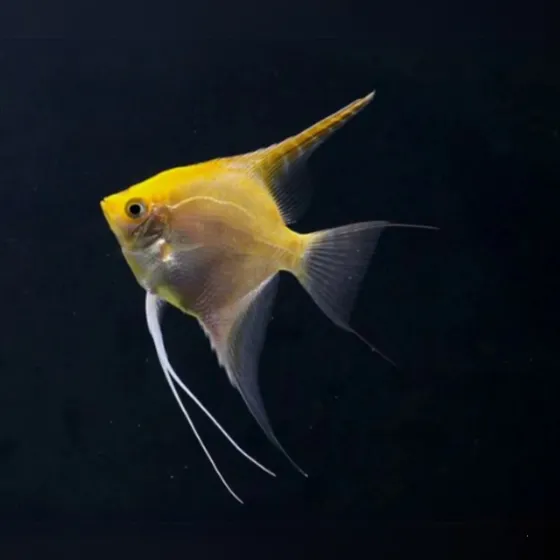 Peixe Água Doce - Acara Ouro