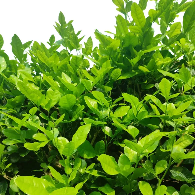 13600 Semillas Limón Swinglea Limoncillo De Cerca Viva 454gr
