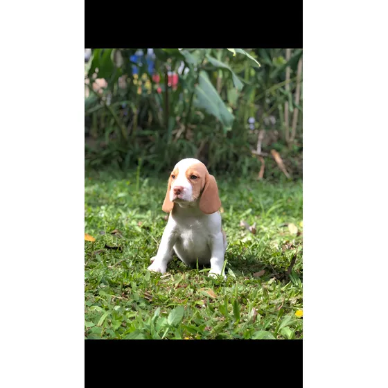 Beagle Filhote Macho Bicolor