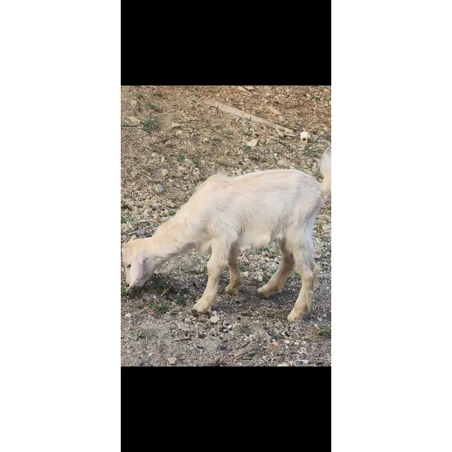 Cabra Macho