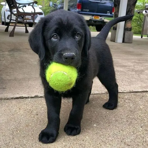 Cachorros Labrador Retriever Negros Con Pedigree Perros Cali