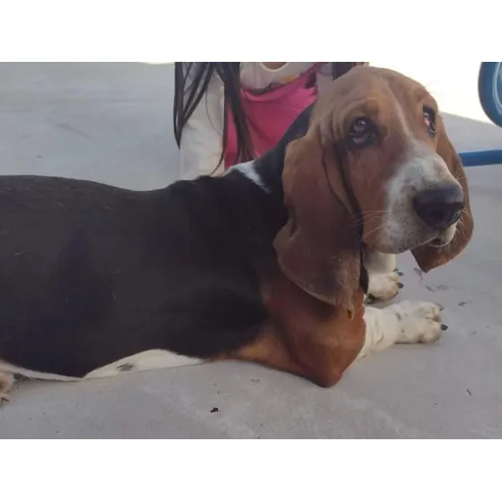 Basset Hound Tricolor Servicio De Monta.vamos A Domicilio...