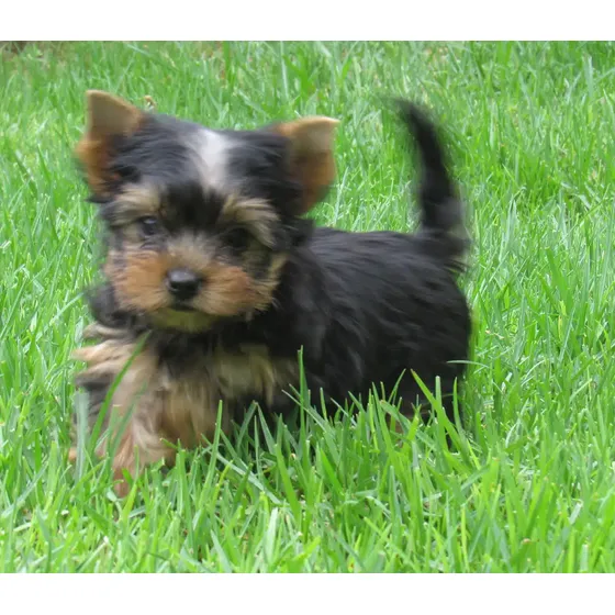 Cachorros Yorkshire Terrier Vacunados Y Desparacitados