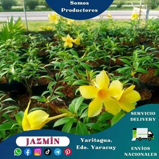 Planta De Jazmín Falcón (trompeta Amarilla)