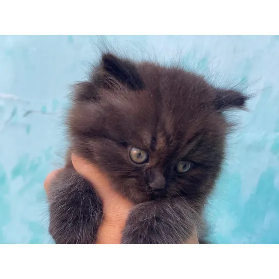Hermoso Gatito Persa Himalayo