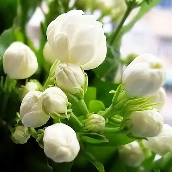 Mas De 100 Semillas De Flores De Jazmin Trepador Planta Frag
