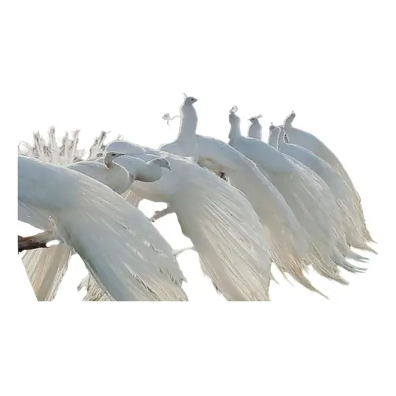 Ovos Galados Férteis Pavão Branco ( 4 Und )