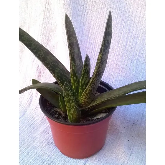Planta Suculenta Media Sombra Gasteria Doreeniae 25 A 30 Cm