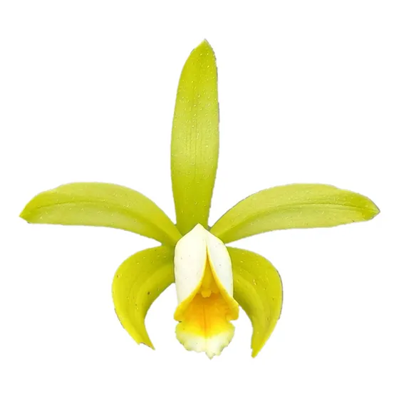 Cattleya Forbesii Var. Alba - Orquídea Bico De Chaleira