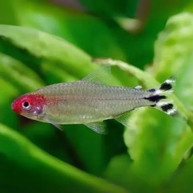 Pez Tetra Nariz De Borracho   (3  Unidades)