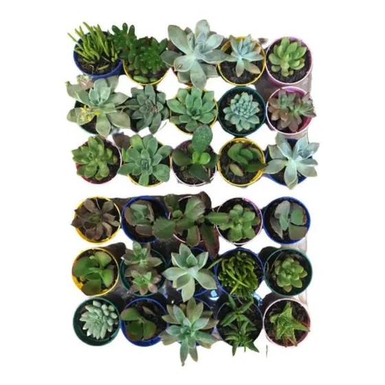 Mini Suculentas Lembrancinhas Kit Com 40 Mudas Naturais 