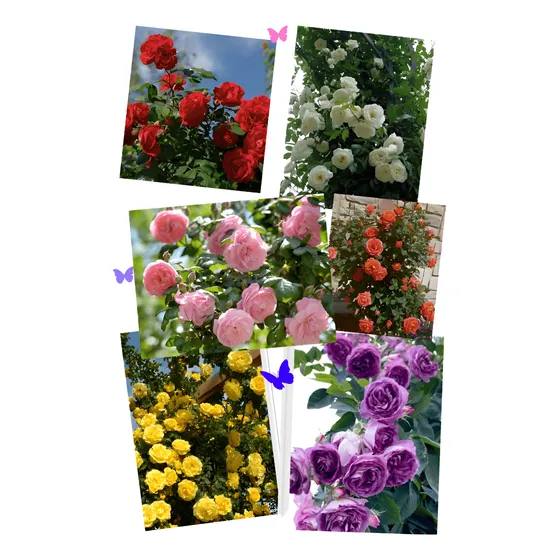 Semillas De Rosas Trepadoras Mix Colores
