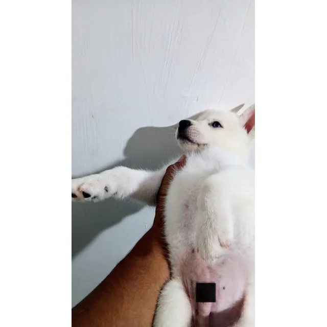 Cachorros Husky