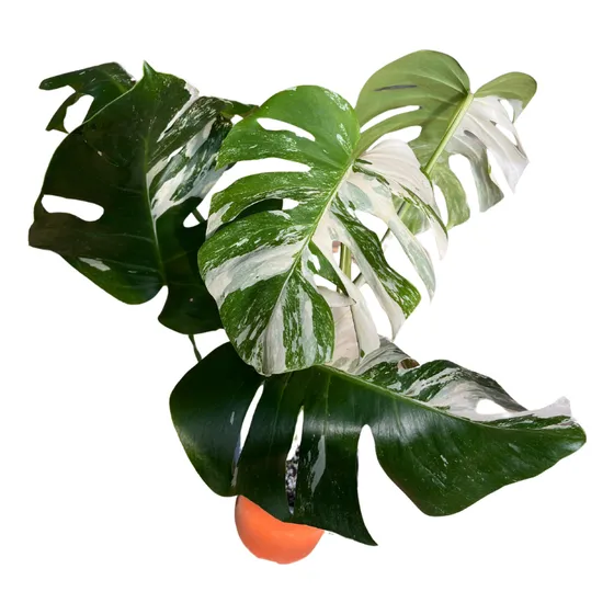 Monstera Borsigiana Variegada  Planta De Interior