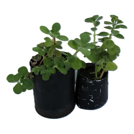 Boldo Paraguayo (plectranthus Neochilus) Flores Violetas