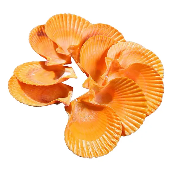 Conchas Do Mar, Vieira Laranja X12