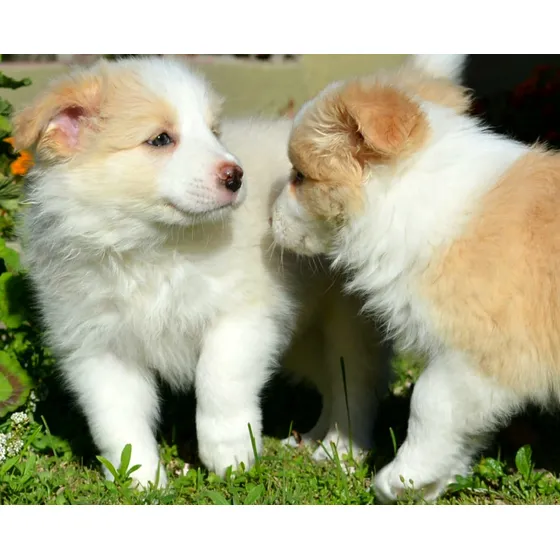 Cachorro Border Collieblue Merle Fca 