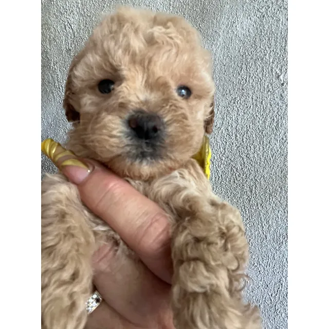 French Poodle Apricot Macho