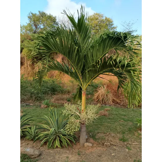 Palmeras Chaguaramos Enano