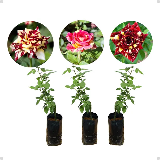 Rosas Abracadabra Bicolor - 3 Mudas Variadas Pronta Entrega