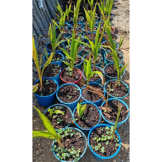 Plantas De Coco Para Sembrar