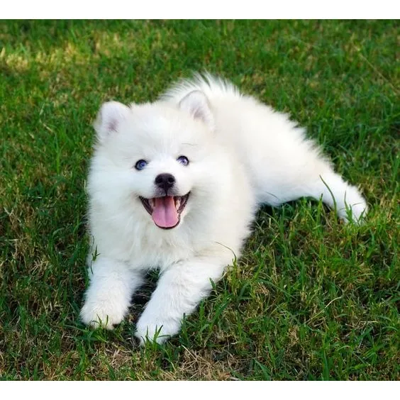 Perros Pomsky Cachorros Medellín Bogotá Cali Santa Marta