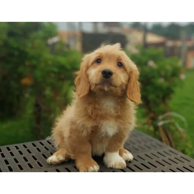 Cachorro Goldendoodle Mini