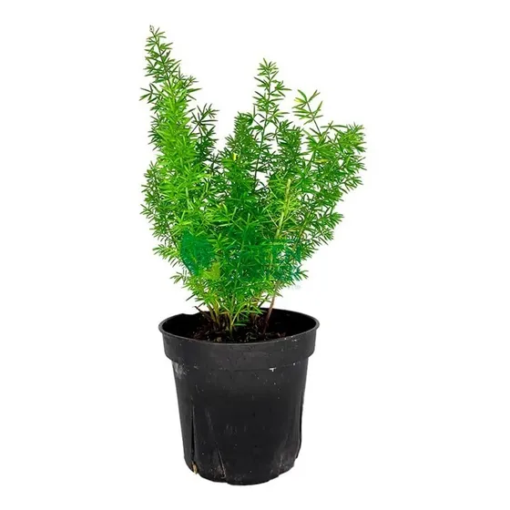 Asparagus Densiflorus Planta Helecho Cola De Zorro 10cm