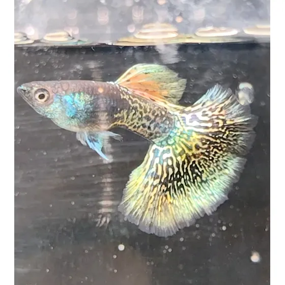 Guppy Metal Yellow Dragon Halfmoon (trio) Linhagem Super Top