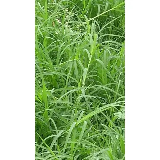 Semillas De Tifton 85