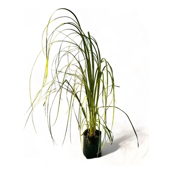 Cola De Zorro / Ornamental Gigante De Sol