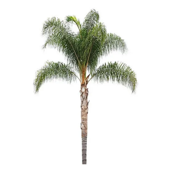 Palmera Pindo Grande  !! 