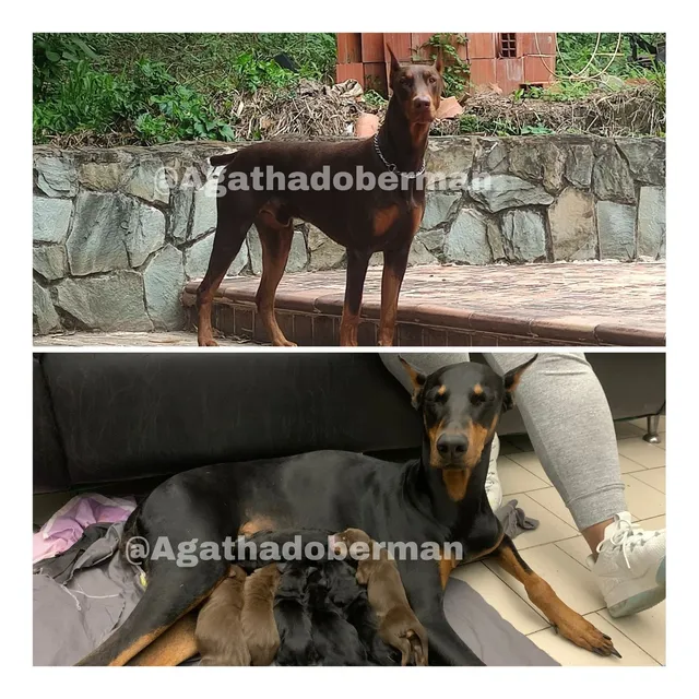 Perros Cachorros De Doberman