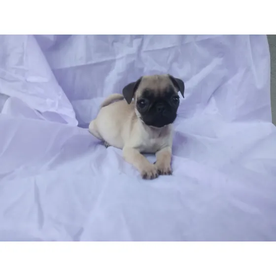 Pug Feminha Bela Filhota