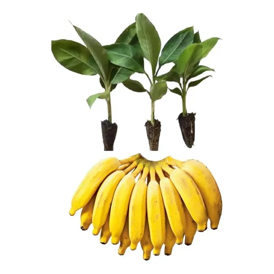 Kit - 3 Mudas  De Banana Prata Catarina - Alta Produtividade
