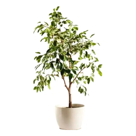Ficus Benjamina L 1 M Planta Interior Ornamental