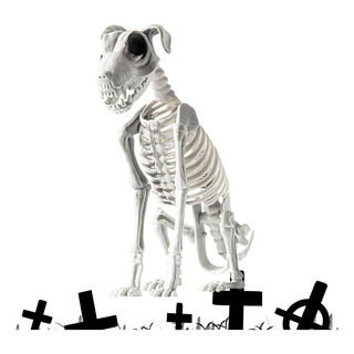 Perro Sentado Esqueleto Esqueleto De Perro De Halloween Perr Perro Sentado Esqueleto Esqueleto De Perro De Halloween Perr