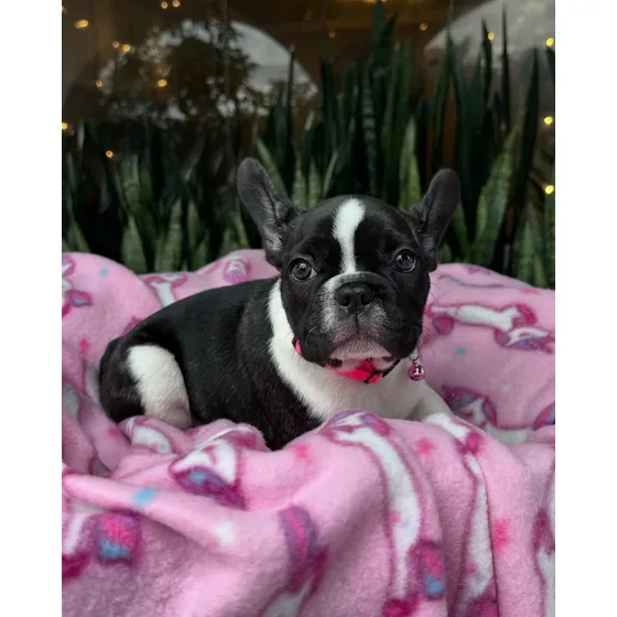 Cachorros Bulldog Frances Pedigri Vacunados Tienda Física